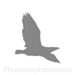 Кисти в виде силуэтов птиц для Фотошопа - кисть 60